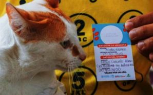 Polémica generó el Sisben para perros y gatos que estableció una ciudad colombiana