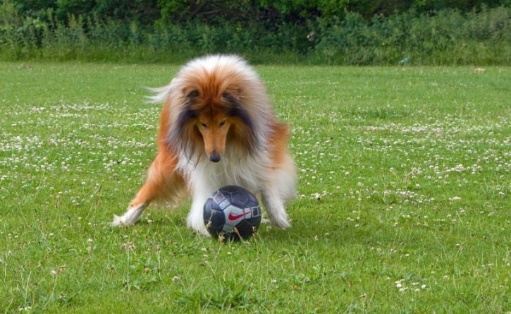 El perro futbolista que sorprendió con sus habilidades en partido profesional de Turquía