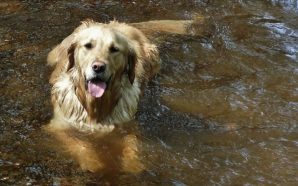 Perro aprende a nadar gracias a que le enseñan con un flotador de unicornio