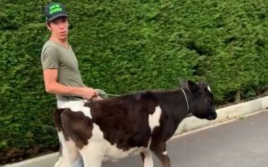 Rigoberto Urán pasea con una vaca su insólita mascota durante la cuarentena