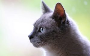 La historia de la gata visita a diario la tumba de su dueño ¡Conmovedor!