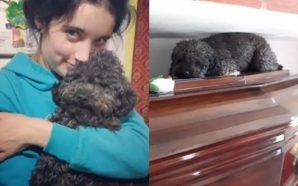 Perro emocionado al visitar el féretro de su dueña muerta hace 4 años ¡Conmovedor!