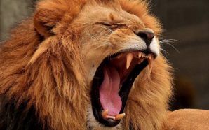 Cuatro leones resultaron infectados con COVID-19: así está su salud