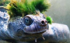 Exótica tortuga ingresó a la lista de animales en peligro de extinción
