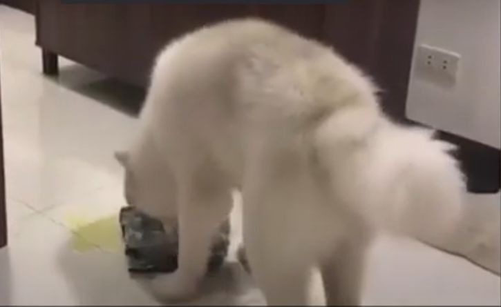 Perro que se orina dentro de la casa limpia de inmediato su desastre con un trapo