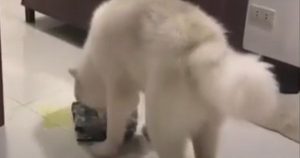 Perro que se orina dentro de la casa limpia de inmediato su 'desastre' con un trapo