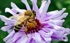 Suspenden el uso de pesticidas que matan abejas en Colombia ¡Respiro ambiental!