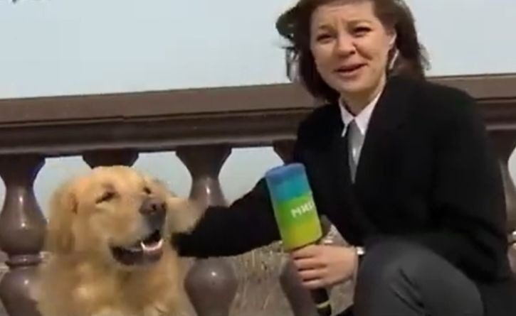 Un perro le robó el micrófono a una periodista en plena transmisión