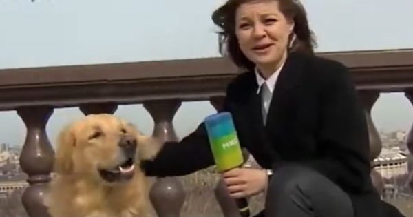 Un perro le robó el micrófono a una periodista en plena transmisión DeportesOk